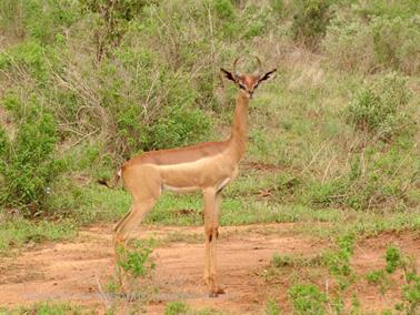 KENYA_2007,_Safari,_Tsavo_NP,_DSC05463H488