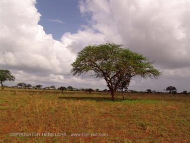 KENYA_2007,_Safari,_Tsavo_NP,_DSC05485H488