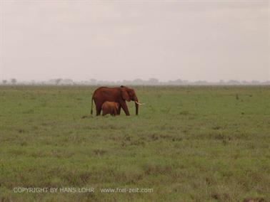 KENYA_2007,_Safari,_Tsavo_NP,_DSC05490H488