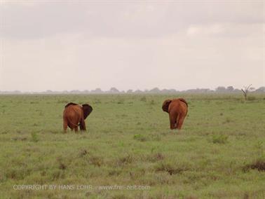 KENYA_2007,_Safari,_Tsavo_NP,_DSC05492H488