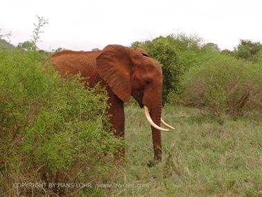 KENYA_2007,_Safari,_Tsavo_NP,_DSC05499H488