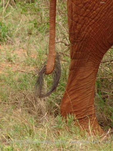 KENYA_2007,_Safari,_Tsavo_NP,_DSC05507H488