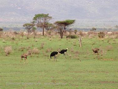 KENYA_2007,_Safari,_Tsavo_NP,_DSC05515H488