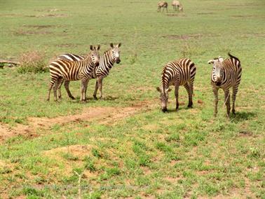 KENYA_2007,_Safari,_Tsavo_NP,_DSC05521H488