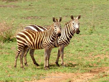 KENYA_2007,_Safari,_Tsavo_NP,_DSC05521_2H488