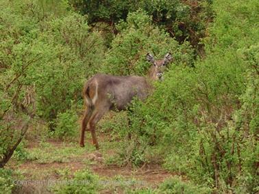 KENYA_2007,_Safari,_Tsavo_NP,_DSC05525H488