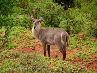 KENYA_2007,_Safari,_Tsavo_NP,_DSC05527H488