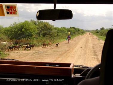 KENYA_2007,_Safari,_Tsavo_NP,_DSC05569H488