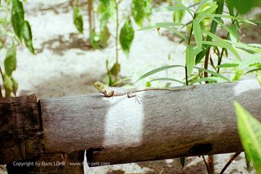 Maledives,_Vilu_Reef,_2000,_12AH600