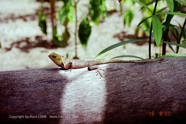 Maledives,_Vilu_Reef,_2000,_13AH600