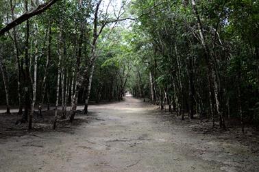 Coba,-an-old-Mayan-City,_DSC_6382_b_H600Px