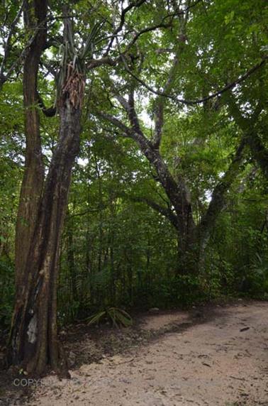 Coba,-an-old-Mayan-City,_DSC_6396_b_H600Px