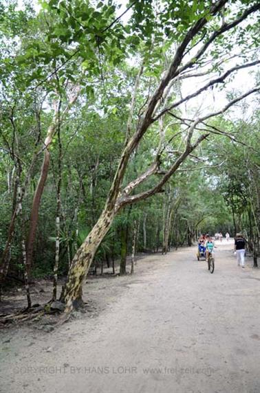 Coba,-an-old-Mayan-City,_DSC_6403_b_H600Px