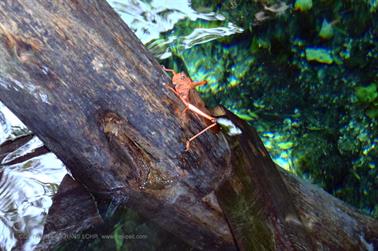 Grand-Cenote,-Tulum,_PB200537_b_H600Px