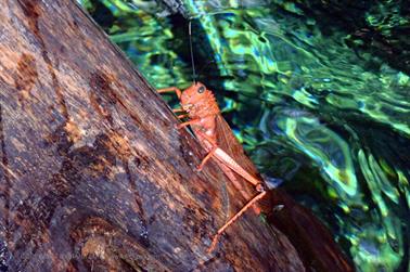 Grand-Cenote,-Tulum,_PB200541_b_H600Px