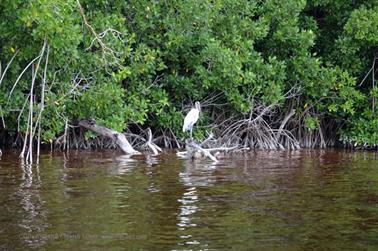 Ria-Celestun,-Flamingo-Lagune,_DSC_5515_b_H600Px