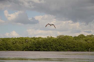 Ria-Celestun,-Flamingo-Lagune,_DSC_5519_b_H600Px