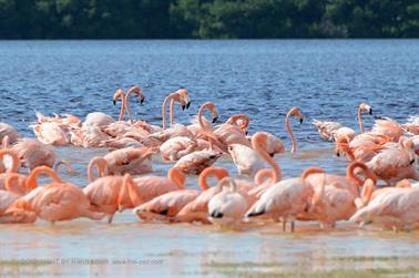 Ria-Celestun,-Flamingo-Lagune,_DSC_5554_b_H600Px