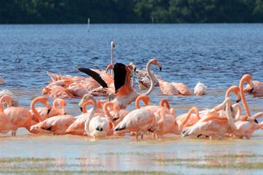 Ria-Celestun,-Flamingo-Lagune,_DSC_5556_b_H600Px