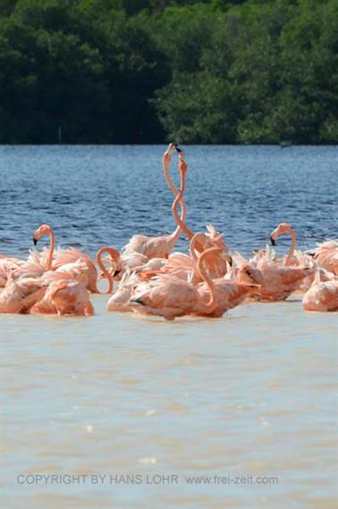 Ria-Celestun,-Flamingo-Lagune,_DSC_5590_b_H600Px