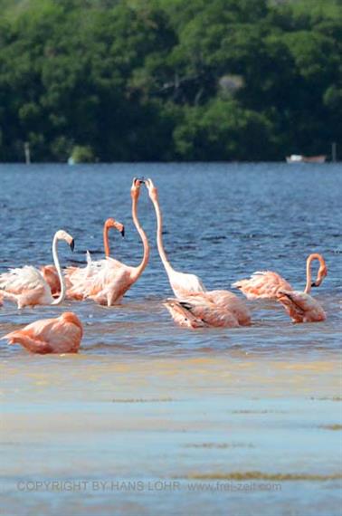 Ria-Celestun,-Flamingo-Lagune,_DSC_5647_b_H600Px