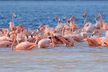 Ria-Celestun,-Flamingo-Lagune,_DSC_5655_b_H600Px