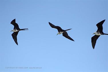 Ria-Celestun,-Flamingo-Lagune,_DSC_5667_b_H600Px