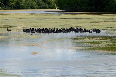 Ria-Celestun,-Flamingo-Lagune,_DSC_5695_b_H600Px