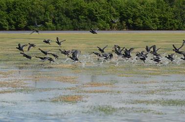 Ria-Celestun,-Flamingo-Lagune,_DSC_5699_b_H600Px