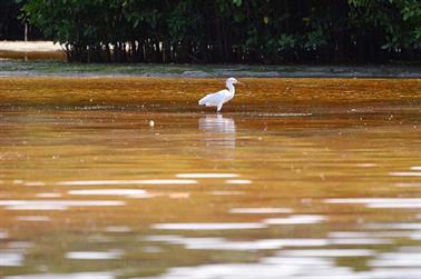 Ria-Celestun,-Flamingo-Lagune,_DSC_5705_b_H600Px