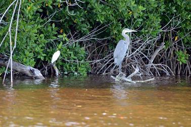 Ria-Celestun,-Flamingo-Lagune,_DSC_5718_b_H600Px