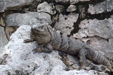 Tulum,-an-old-Mayan-City,_PB080443_b_H600Px