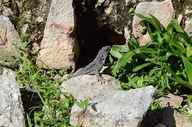 Uxmal-an-old-Mayan-City,_DSC_5377_b_H600Px