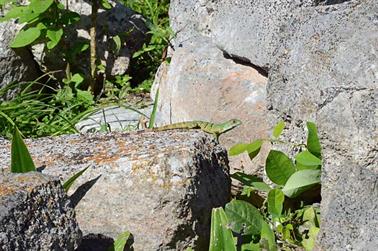 Uxmal-an-old-Mayan-City,_DSC_5417_b_H600Px