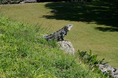 Uxmal-an-old-Mayan-City,_DSC_5423_b_H600Px