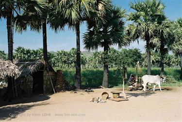 Mount_Popa,_Myanmar,_414F1020005B_H600