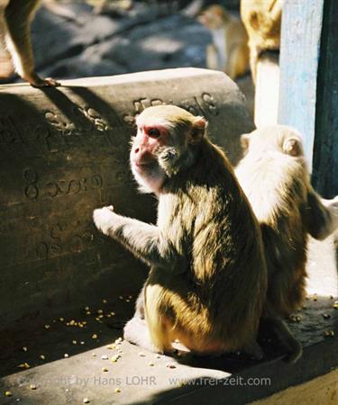 Mount_Popa,_Myanmar,_427F1020021B_H600