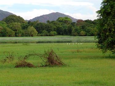 Anuradhapura,_Giritale,_DSC06061B_H600