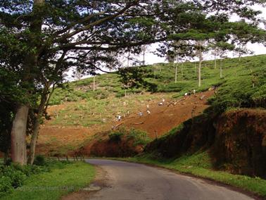 Bandarawela_to_Colombo,_DSC07088B_H600