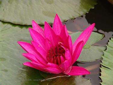 Dambulla_monastery,_Spicy-Farm,_Kandy,_DSC06305B_H600