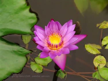 Dambulla_monastery,_Spicy-Farm,_Kandy,_DSC06307B_H600