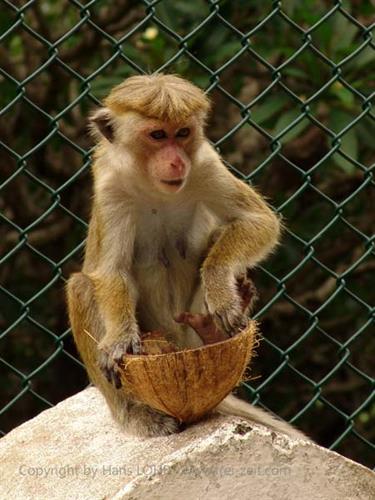 Dambulla_monastery,_Spicy-Farm,_Kandy,_DSC06336B_H600