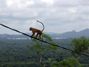 Dambulla_monastery,_Spicy-Farm,_Kandy,_DSC06357B_H600