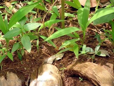 Dambulla_monastery,_Spicy-Farm,_Kandy,_DSC06375B_H600