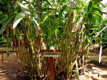 Dambulla_monastery,_Spicy-Farm,_Kandy,_DSC06377B_H600