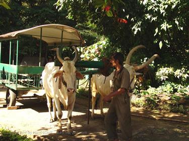 Dambulla_monastery,_Spicy-Farm,_Kandy,_DSC06426B_H600