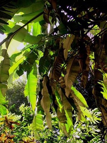 Dambulla_monastery,_Spicy-Farm,_Kandy,_DSC06427B_H600