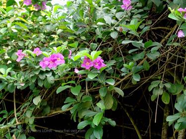 Dambulla_monastery,_Spicy-Farm,_Kandy,_DSC06439B_H600