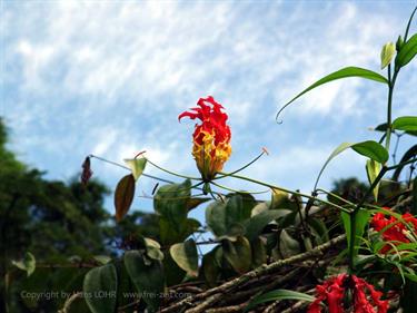 Dambulla_monastery,_Spicy-Farm,_Kandy,_DSC06445_H600