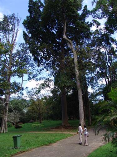 Dambulla_monastery,_Spicy-Farm,_Kandy,_DSC06447B_H600